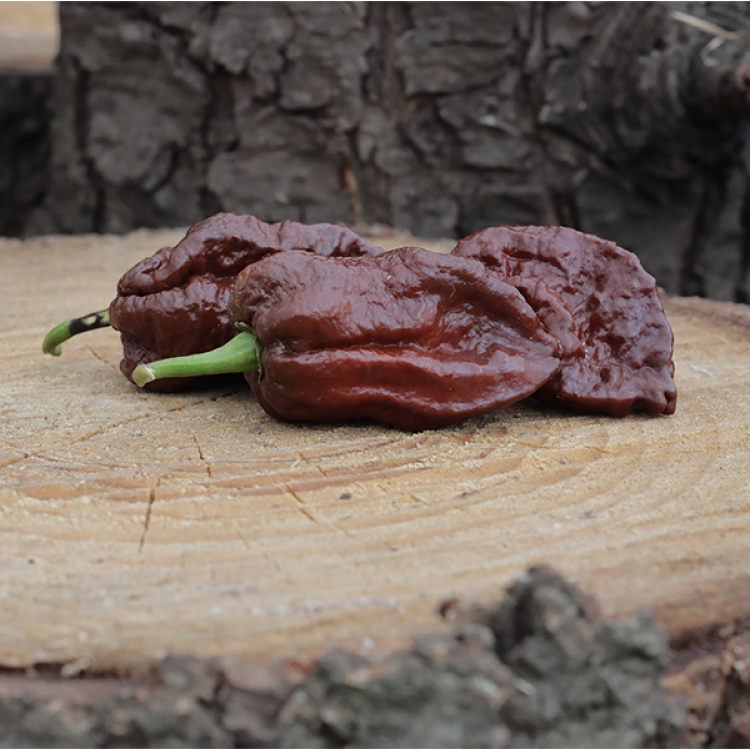 Naga Brain Chocolate