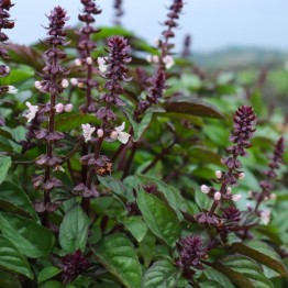 Basil Cinnamon
