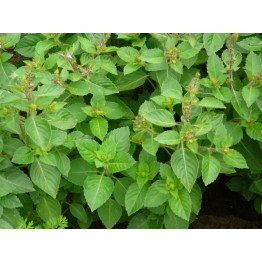 Basil Clove Scented