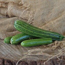 Cocozelle 