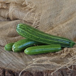 Cocozelle Zucchini