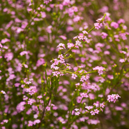 Confetti Bush (Dark Pink)