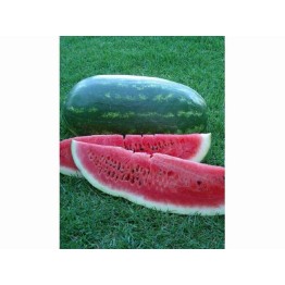 Congo Watermelon