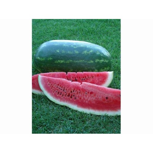 Congo Watermelon