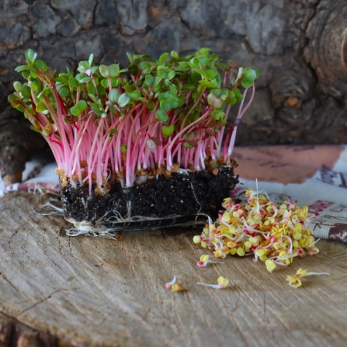 Coralette Radish 200g