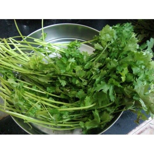 Coriander Cilantro