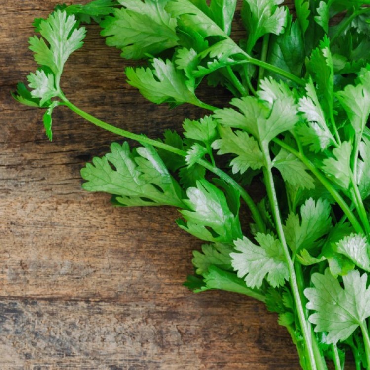 Coriander Santo Slow Bolt