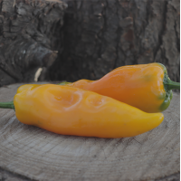 Seedling Corno di Toro Yellow Pepper Seedling Corno di Toro Yellow Pepper