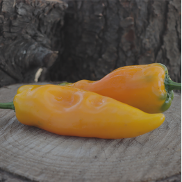 Corno di Toro Yellow Sweet Pepper