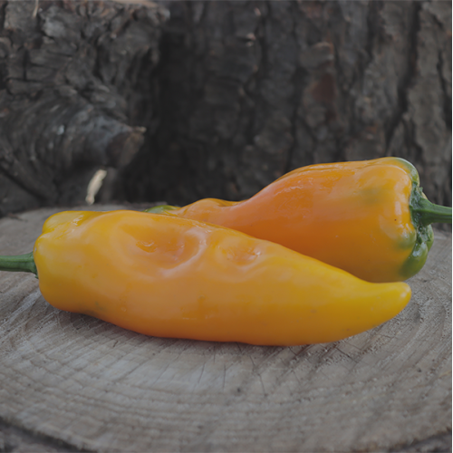 Corno di Toro Yellow Sweet Pepper