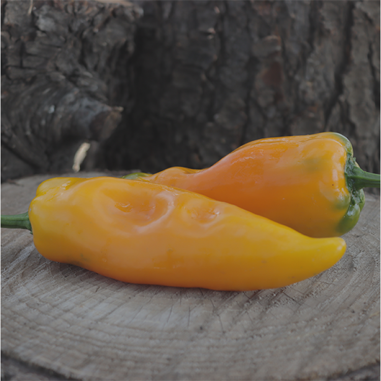 Corno di Toro Yellow Sweet Pepper