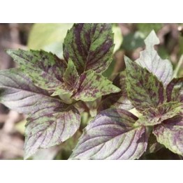 Corsican Basil