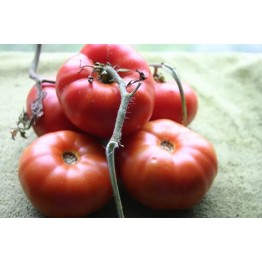 Costoluto di Marmande 