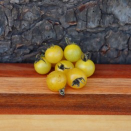 Coyote Cherry 