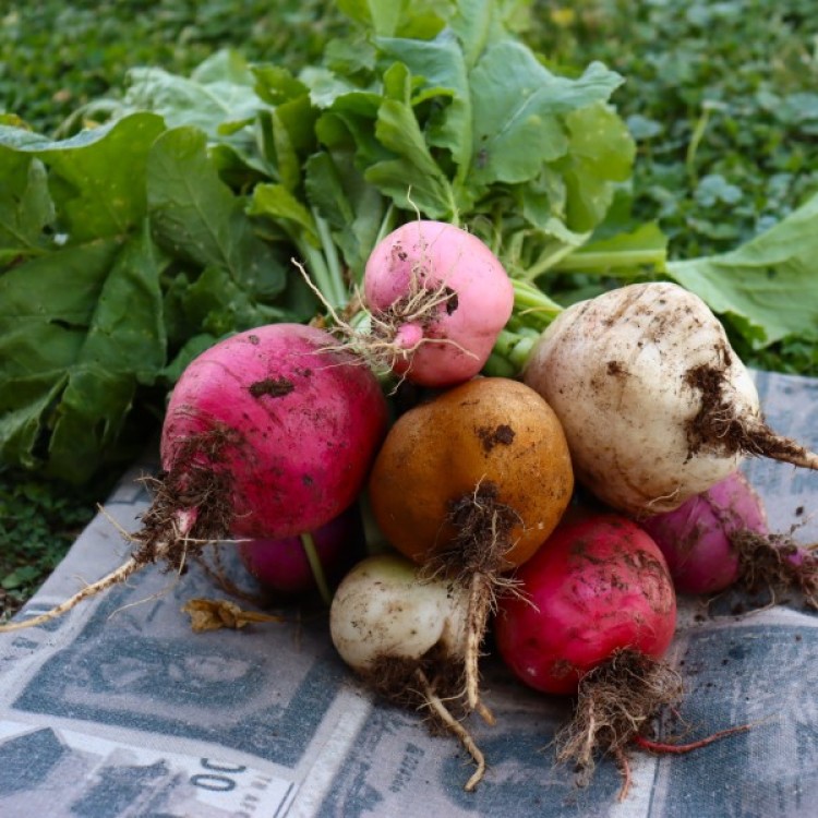 Crayon Colour Radish Blend