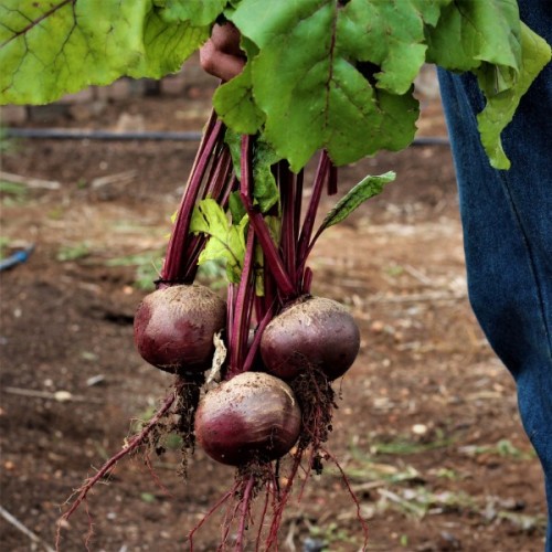 Crimson Globe Beetroot