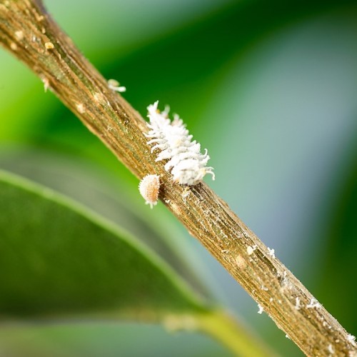 Cryptobug Larvae