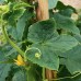 Lemon Cucumber