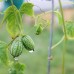 Cucamelons