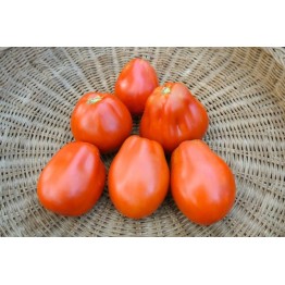 Cuneo Giant Pear Tomato