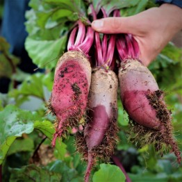 Cylindra Beetroot