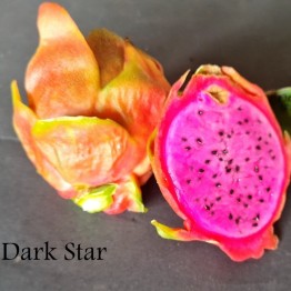 Dark Star - Dragon Fruit