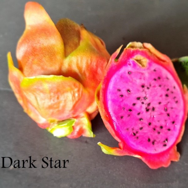 Dragon Fruit Dark Star