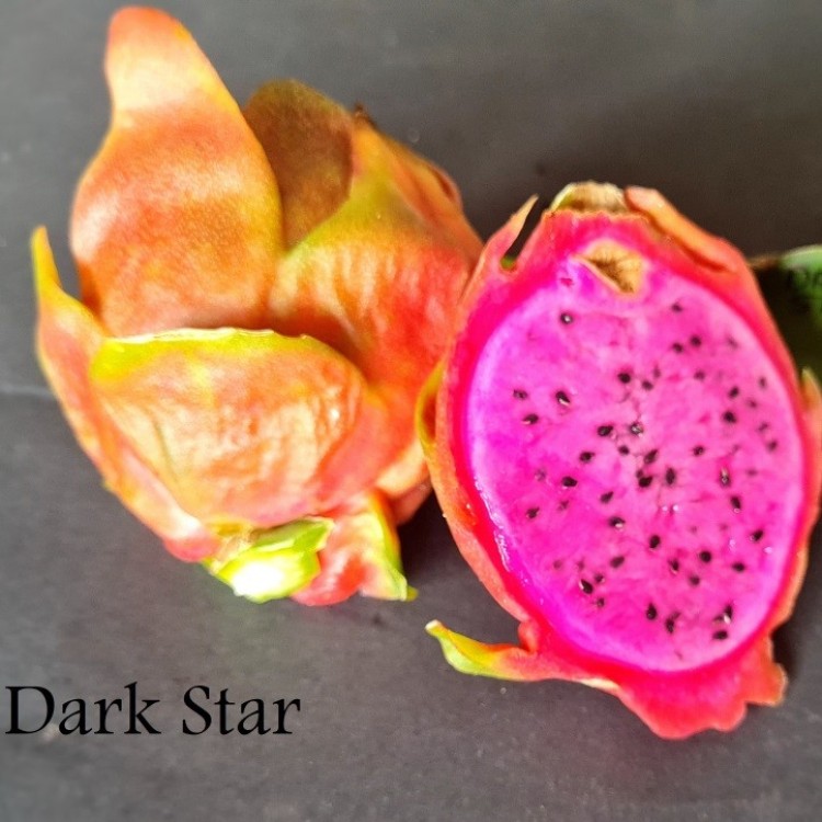 Dark Star - Dragon Fruit