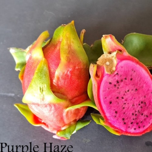 Purple Haze - Dragon Fruit