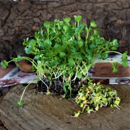 Daikon Radish 
