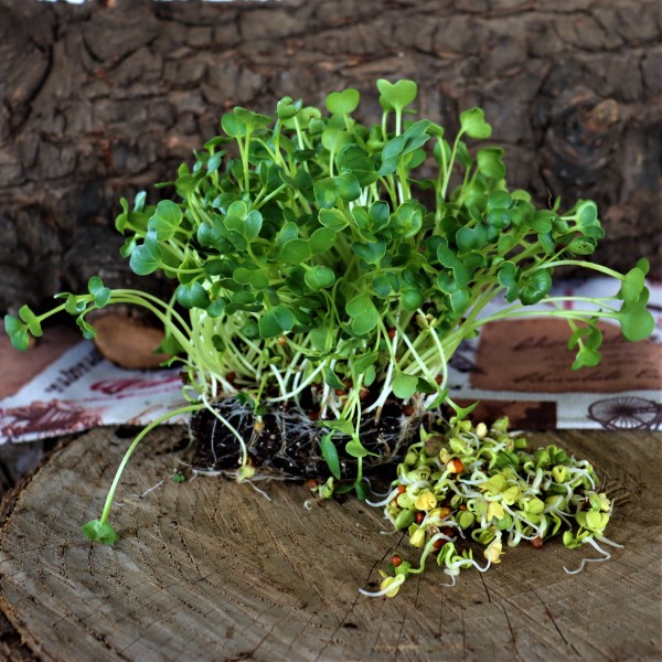 Daikon Radish 