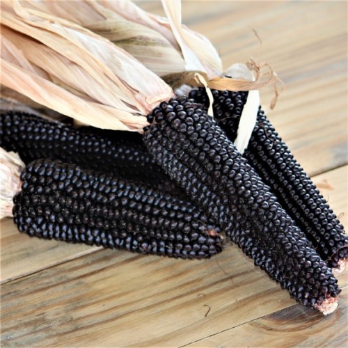 Dakota Black Popcorn