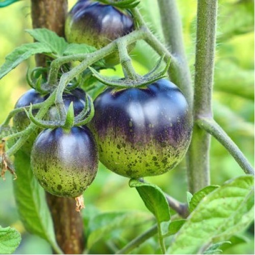 Dark Galaxy Tomato