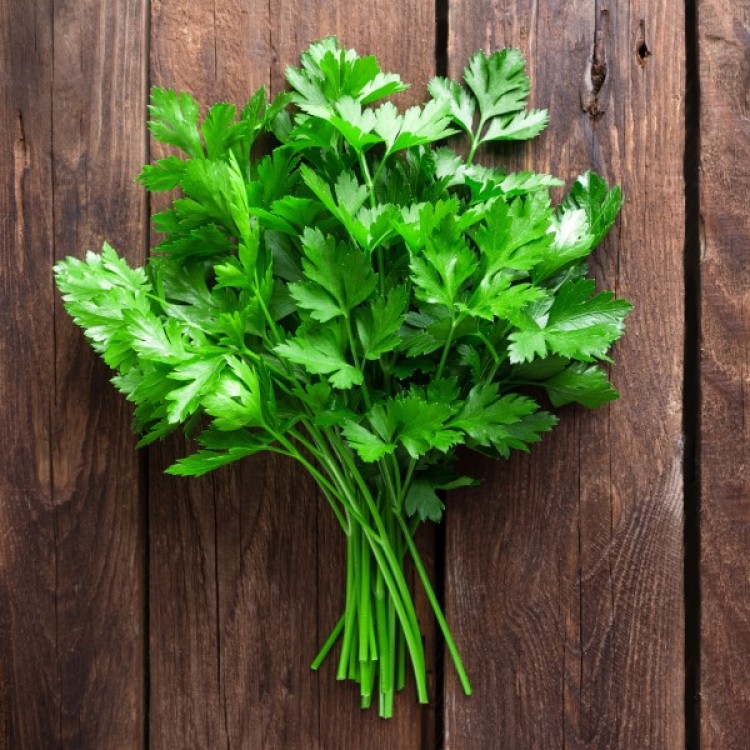 Parsley Dark Green Italian