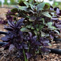 Seedling Basil Dark Opal