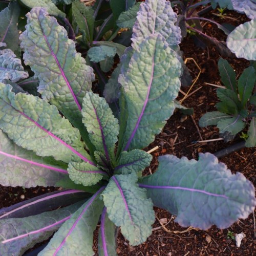 Dazzling Blue Kale