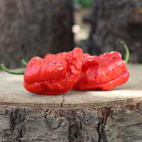 Seedling Death Spiral Red Chilli Seedling Death Spiral Red Chilli