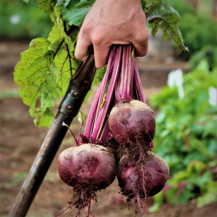 Detroit Dark Red Beetroot