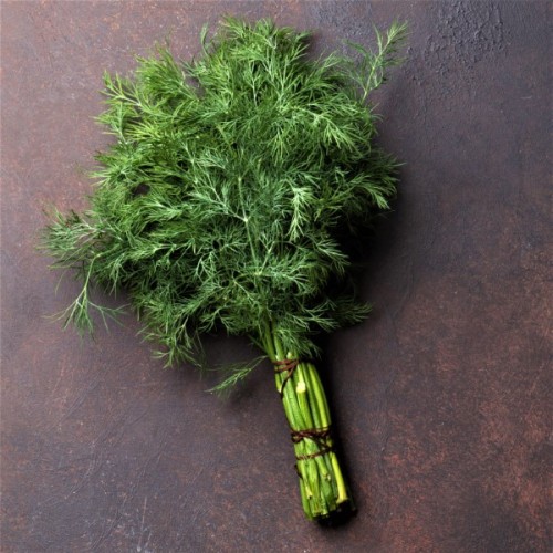 Dill, Mammoth