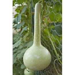 Dipper Gourd