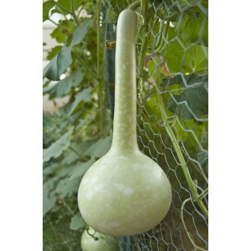 Dipper Gourd