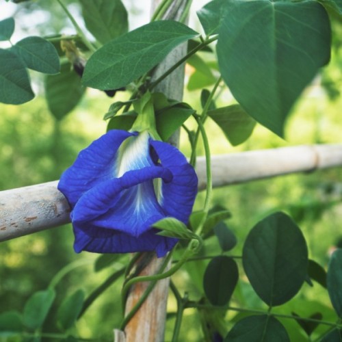 Double Flower Butterfly Peas
