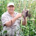 Double Red Sweetcorn