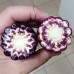 Double Red Sweetcorn