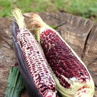 Double Red Sweetcorn