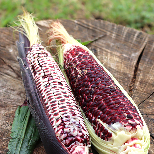 Double Red Sweetcorn