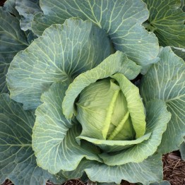 Drumhead Cabbage