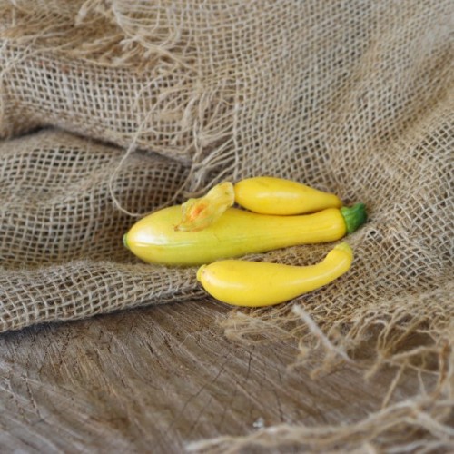 Early Prolific Straightneck Squash