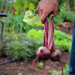 Early Wonder Beetroot