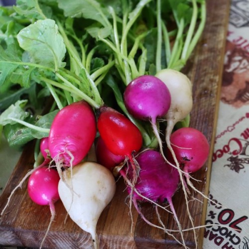 Easter Egg Radish